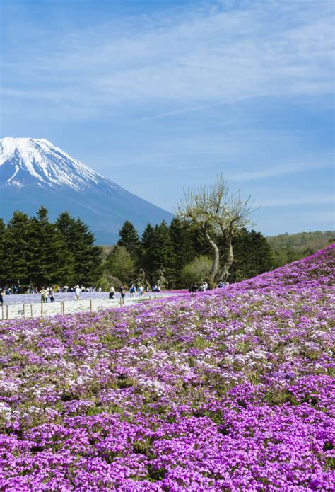 Spring in Japan | Guide | Travel Japan（Japan National Tourism Organization）