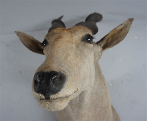 20th Century Large African Giant Eland Taxidermy Shoulder Mount Antlers