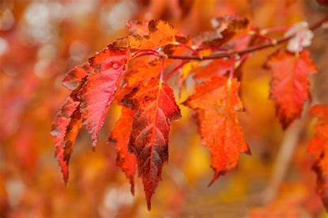 Amur Maple - Acer Ginnala | Deciduous Trees | Cold Stream Farm