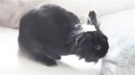 binky bunny ♥ - YouTube