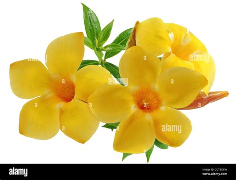 Allamanda flower hi-res stock photography and images - Alamy