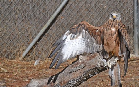 Cada año, entre 11 y 36 millones de aves son cazadas o capturadas ...