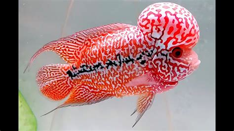 10 Best Types of Kamfa Flowerhorn Fish | Beautiful Red Kamfa Flowerhorn ...