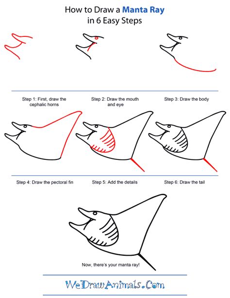 How to Draw a Manta Ray