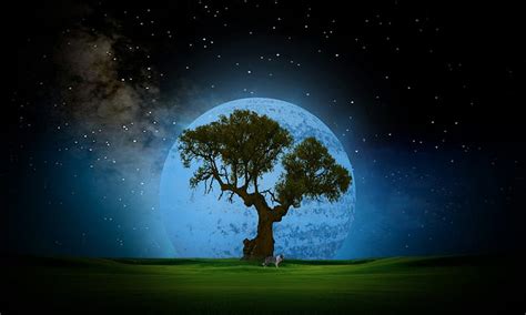 Moonlight, tree, moon, grass, night, HD wallpaper | Peakpx