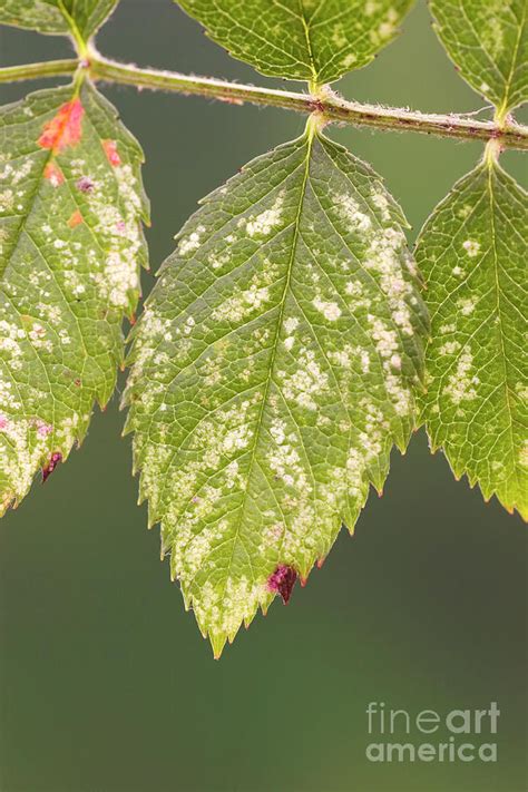 Leafhopper Damage Photograph by Geoff Kidd/science Photo Library - Fine ...