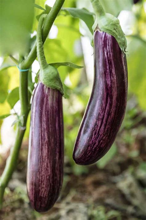 How to Grow and Care for Eggplant | Gardener's Path