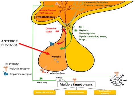 IJMS | Free Full-Text | Molecular Pathways in Prolactinomas: Translational and Therapeutic ...