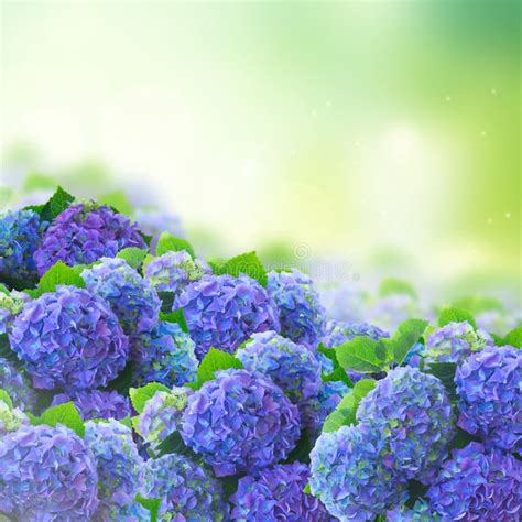 Blue hortensia flowers stock photo. Image of blossom - 108255320