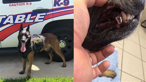 Harris County Precinct 4 K9 armed with shiny new titanium teeth - ABC13 ...