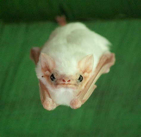 Despite its bright white coloration the Northern Ghost Bat (Diclidurus ...