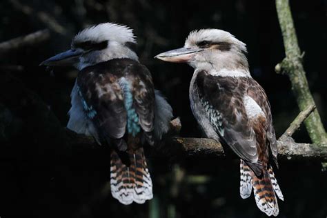 Laughing Kookaburra Facts | CRITTERFACTS