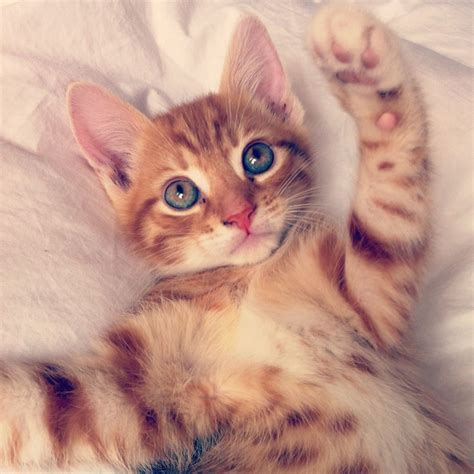 My ginger kitten | Kittens cutest, Pretty cats, Beautiful cats