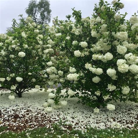 Chinese Snowball Viburnum | Moon garden, Snowball viburnum, Viburnum