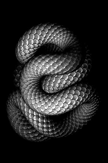 Free Snake Animated Images, Download Free Snake Animated Images png images, Free ClipArts on ...