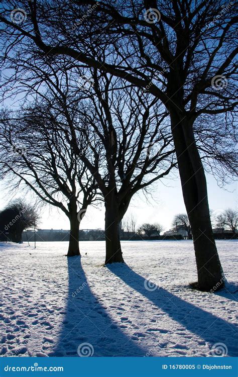 Silhouette of three trees stock image. Image of outdoor - 16780005