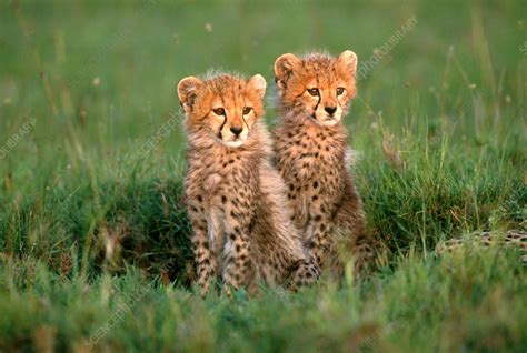 Cheetah Cubs - Stock Image - C004/6309 - Science Photo Library