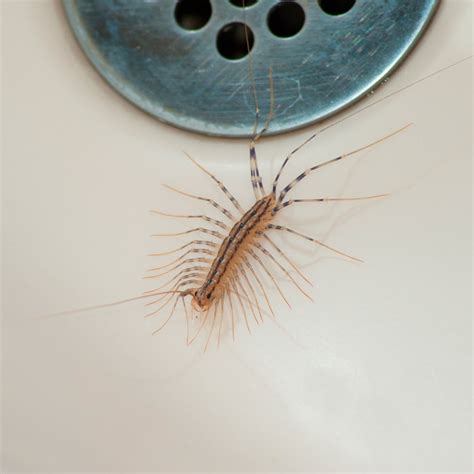 Here’s Why You Should Never Kill a House Centipede | Family Handyman