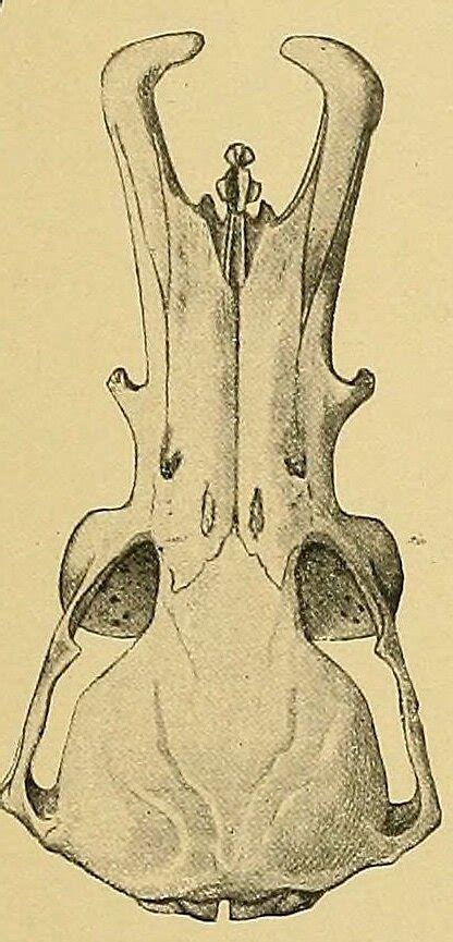 Platypus anatomy — Comparative Brain Anatomy