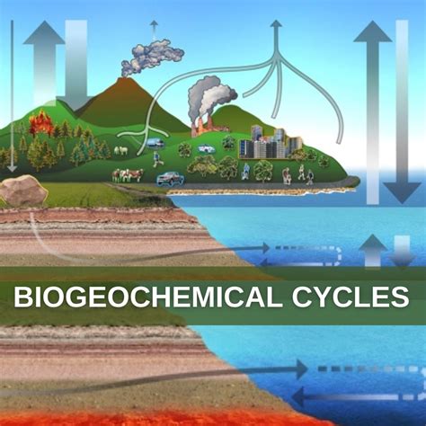 What is Biogeochemical Cycle?