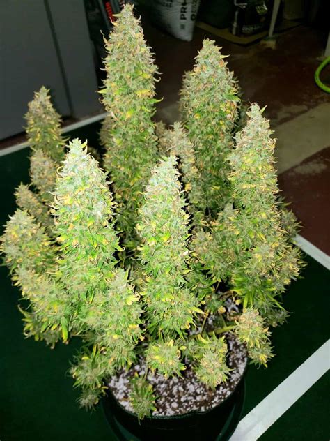 Stardawg Seeds – A Complete Guide to Stardawg