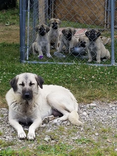 Anatolian Shepherd Puppies For Sale | West Unity, OH #331198