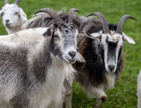 Lunan Bay Farm | Sustainable Scottish Goat Meat | Cashmere Goats