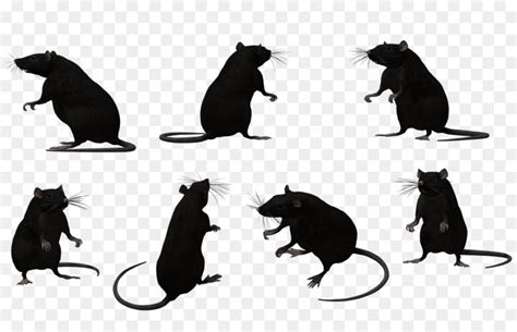 Black rat Animal Muroidea Silhouette - rat png download - 1024*645 ...