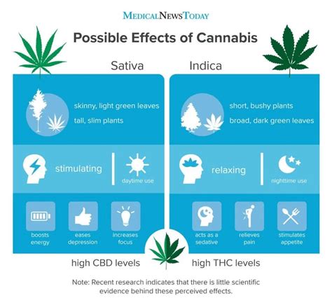 ¿Cuál es la composición química de la marihuana? Stoners Rotation