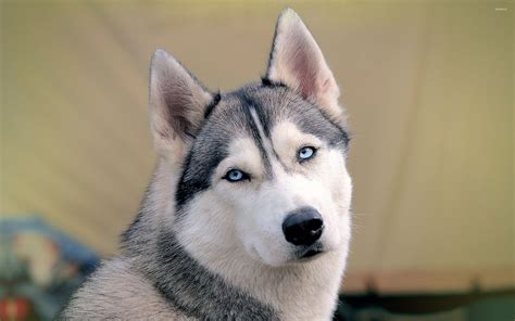 Husky gazing with its beautiful blue eyes wallpaper - Animal wallpapers - #50568