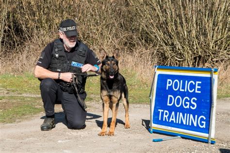10 Popular Dog Breeds Used In Police K9 Work Tactical Police K9 ...