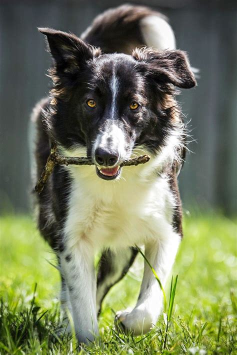 Border Collie - is a working and herding dog breed developed in the Anglo-Scottish border region ...