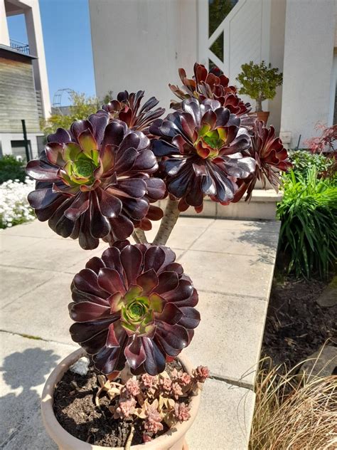 46 Types of Purple Succulents [With Pictures]