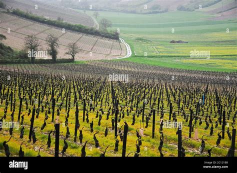 the beautiful vineyards in sancerre where wine is produced , france ...