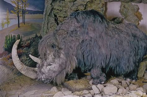 Woolly rhinoceros extinction 'likely to have been caused by climate change' - Nottinghamshire Live