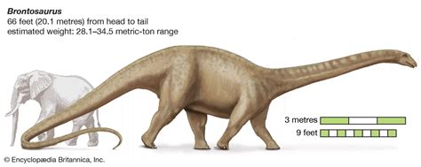 Brontosaurus Vs Apatosaurus: What's The Difference?