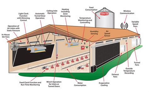 Feasibility Study On Poultry Farming For Beginners