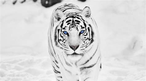 White Tiger HD Wallpapers | PixelsTalk.Net