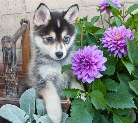 Pomeranian Husky - Pomsky | Shop for your Cause