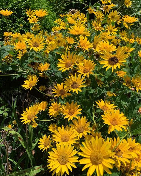 Heliopsis the happiest yellow flower in the garden. This perennial will bloom for weeks until ...