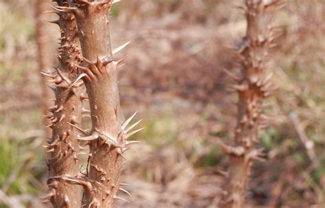 crown of thorns | I Was Thinking the Other Day About…