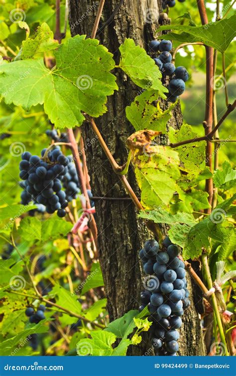 Closeup of a Red Grapes on a Vine at Vineyard Stock Image - Image of ...