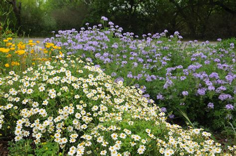 Native Plant Society of Texas San Antonio - La Prensa Texas