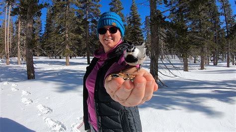 Tahoe Meadows Snowshoeing to Feed the Chickadees - YouTube