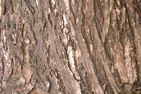 Tree Bark Texture Free Stock Photo - Public Domain Pictures