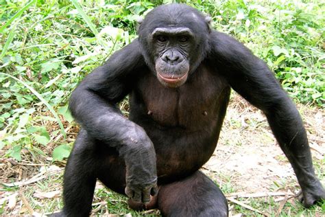 28 percent of potential bonobo habitat remains suitable