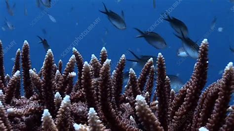 Damselfish over coral - Stock Video Clip - K003/2593 - Science Photo Library