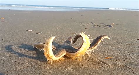 How to help a ‘walking’ starfish on the beach – The Kid Should See This