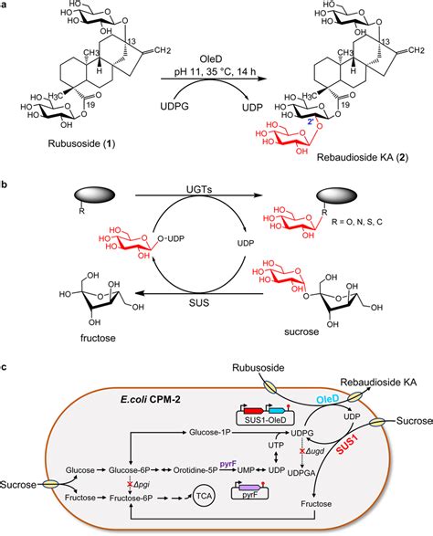 Biosynthesis of rebaudioside KA from rubusoside. (a) Scheme of the... | Download Scientific Diagram