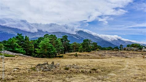 evergreen forest landscape of the Iberian Peninsula Stock Photo | Adobe ...